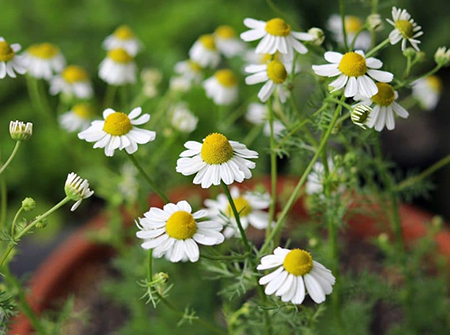 خواص گیاه بابونه, خواص گل بابونه