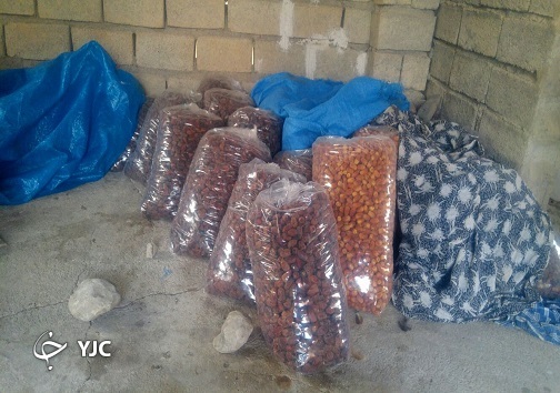 خرمای کبکاب