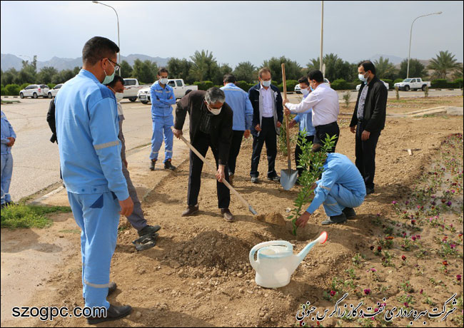 کارکنان زاگرس جنوبی با کاشت ۱۰۰۰ اصله نهال در روز درختکاری 11