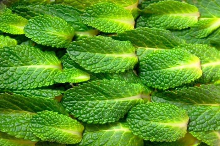 فواید و خواص نعناع نعناع برای سرماخوردگی