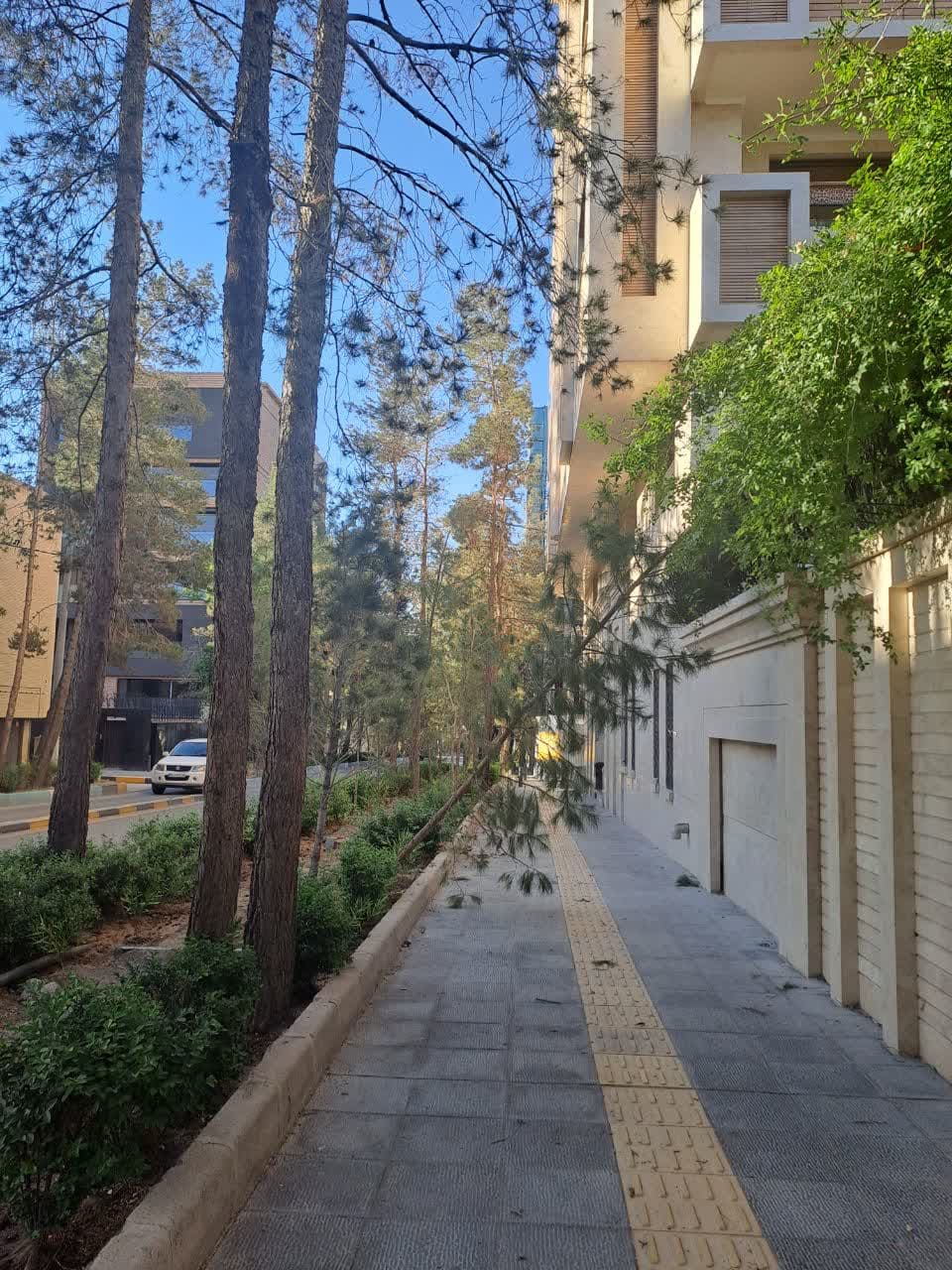 قطع درختان خیابان ملاصدرای اصفهان