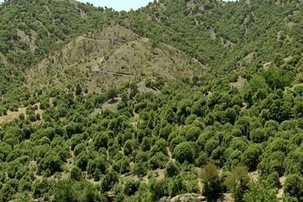 زخم آفات بر ریه‌های تنفسی زاگرس