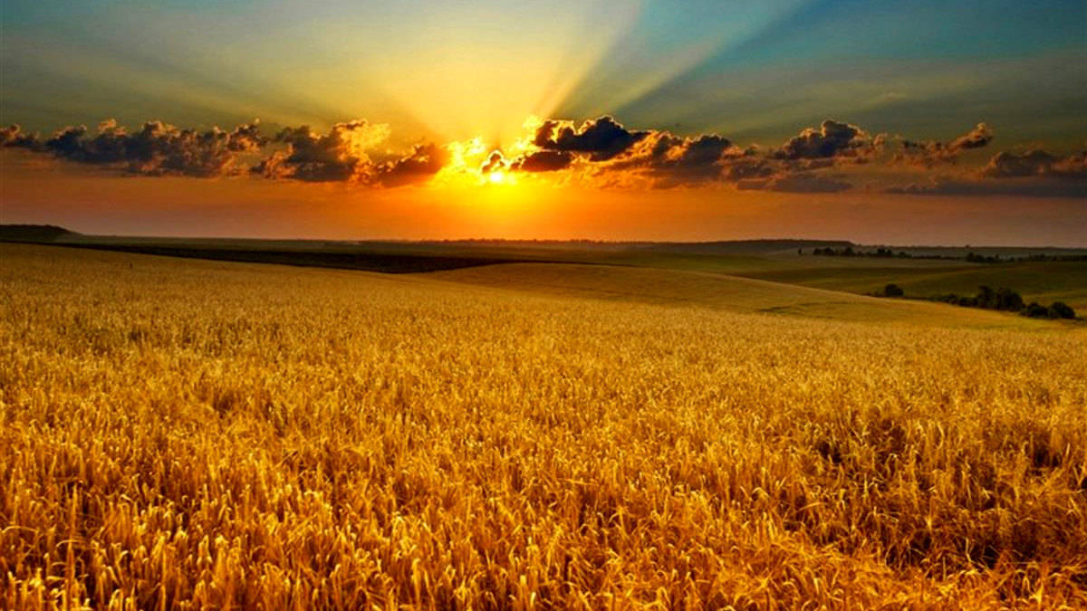 پایان وابستگی اصفهان به واردات بذر؛ فرمول نوین امنیت غذایی در زمین‌های تشنه