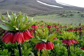 لاله‌های واژگون غرب اصفهان، رها شده در تصمیمات سلیقه ای