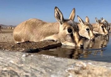 پایش گسترده در پناهگاه حیات‌وحش موته میمه؛ سرشماری ۱۳ درصد از علف‌خواران شاخص ایران