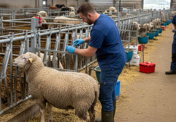 ۲.۵ میلیون دُز واکسن تب برفکی در اصفهان؛ عملیات بزرگ برای نجات دامداری کشور