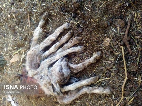 تولد گوسفندی با 8 دست و پا در اردکان