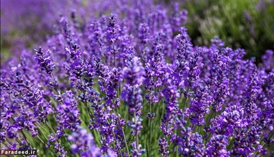 دمنوش‌های آرام‌بخش