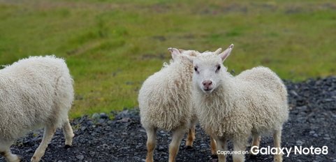 تصاویر ثبت شده با دوربین گلکسی نوت ۸