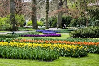 افزایش سرانه فضای سبز منطقه ۸ در سال جاری