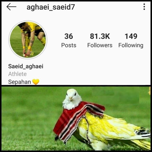 محرومیت عجیب بازیکن سپاهان از بازی با پرسپولیس به خاطر یک کبوتر + عکس