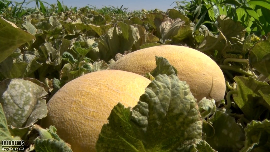 کام شیرین بهره بردارانِ خربزه صادراتی سین