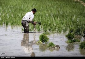 بارش باران، کشاورزی شرق اصفهان را نجات داد