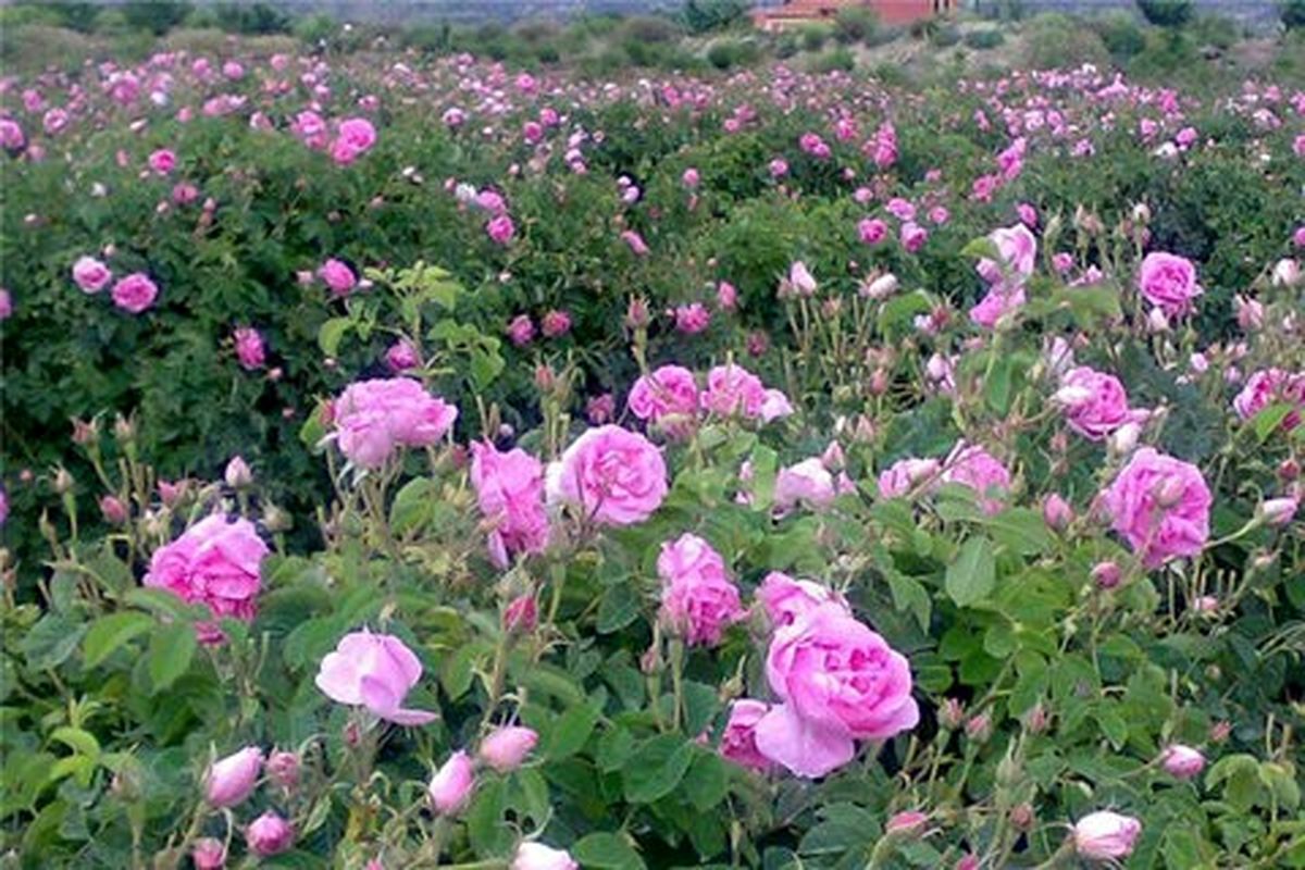 گل محمدی، گل ملی کشور با خواص ضد افسردگی و اضطراب