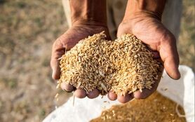 خرید گندم از 2 میلیون تن بیشتر شد