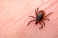 رزمایش شبکه‌های بهداشت و درمان اصفهان برای مقابله با تب کنگو