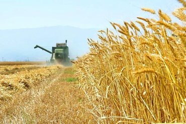 تعیین نحوه خرید تضمینی گندم توسط بانک کشاورزی برای سال ۹۶