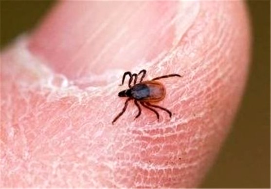 دستورالعمل مقابله با بیماری تب کریمه کنگو در اصفهان تدوین شد