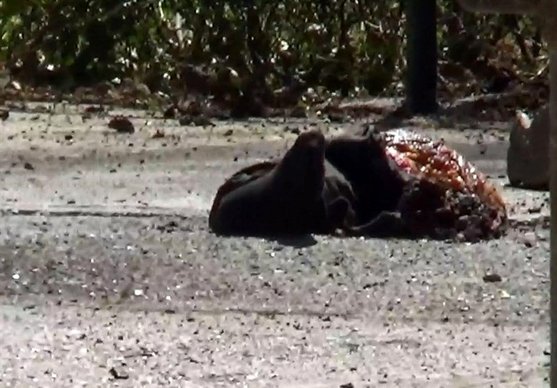 تروریست‌های مهاجم به حرم امام با شلیک تک‌تیرانداز‌ها از پای درآمدند