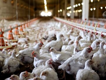 خسارت ۱۰۰ میلیارد تومانی آنفلوانزای پرندگان به اقتصاد اصفهان