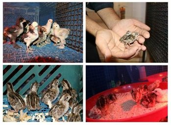 تولد بیش از ۴۰۰ قطعه پرنده در مرکز تکثیر باغ پرندگان اصفهان