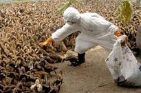 استاندار اصفهان:آمار قطعی مبتلایان به بیماری تب کنگو در اصفهان