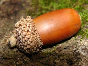 بلوط در درمان التهاب انتهای روده بزرگ موثر است