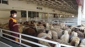 سم‌پاشی بیش از 13000 رأس دام در اصفهان