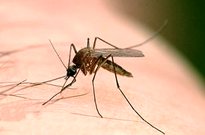 حمید ترک‌زاده :نیاز به 170 میلیون تومان اعتبار برای مقابله با سالک