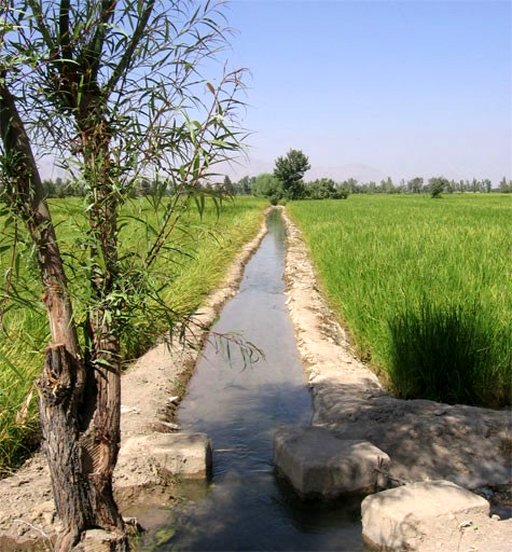 تاکیدبر پیوسته نبودن  توزیع آب کشاورزان اصفهانی در تابستانی