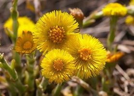 مصرف گیاه پای خر برای زنان باردار ممنوع است