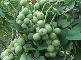 "پیوند نهال گردو" برای نخستین‌بار در ایران