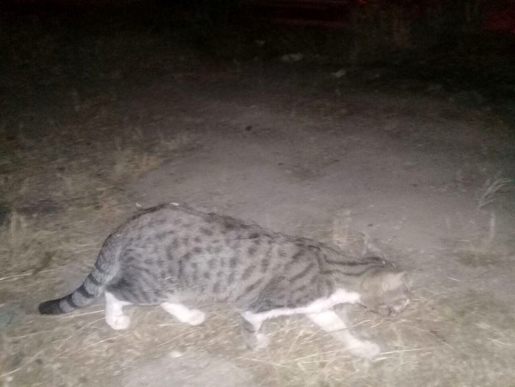 زنجیره ای انسانی برای نجات یک گربه در فریدن+تصاویر