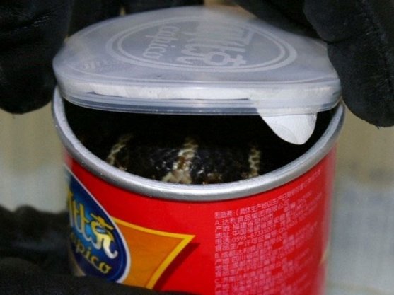 کشف سه شاه کبرا از قوطی چیپس