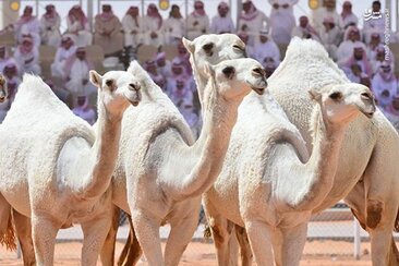 بزرگترین جشنواره شتر در جهان