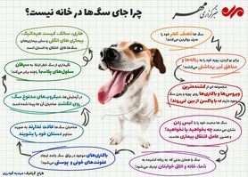 چرا جای سگ‌ها در خانه نیست؟