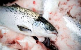 12 خواص جالب ماهی قزل آلا با مضرات، طبع و مصلح آن