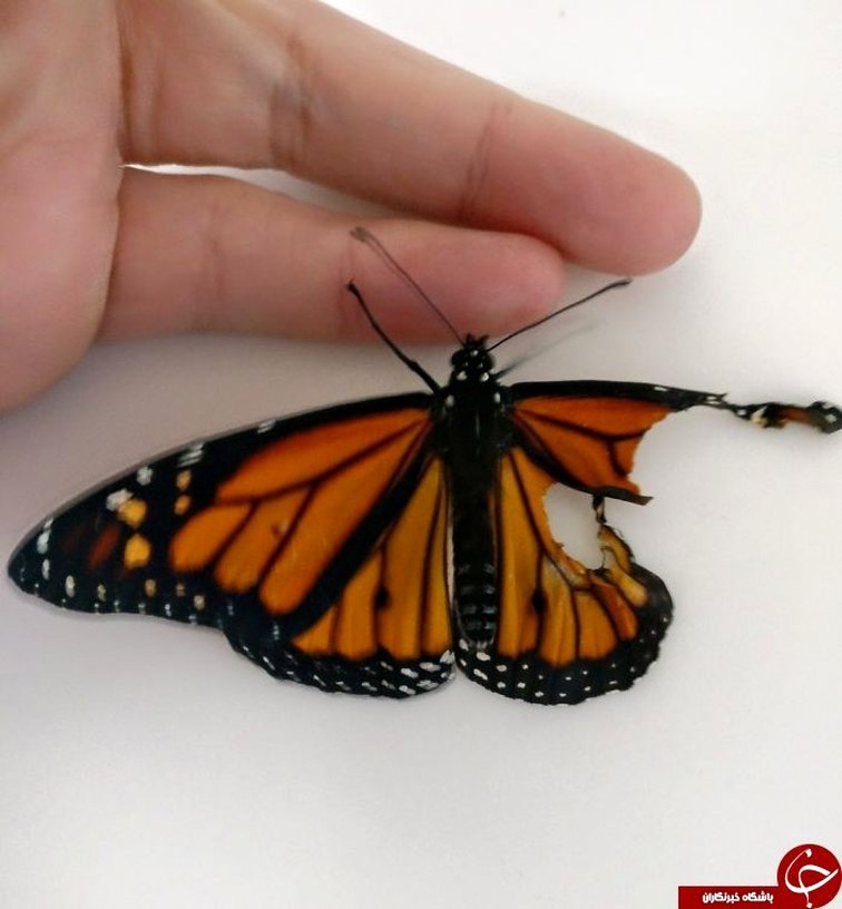 جراحی شدن پروانه !