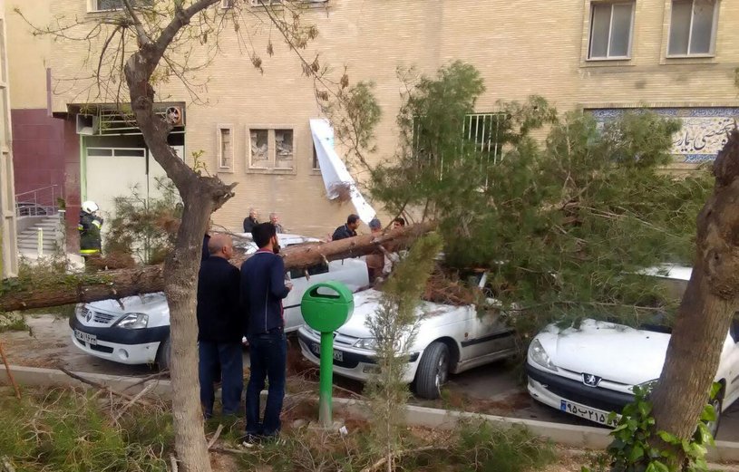 درخت های پوسیده شهر باید هر چه سریعتر قطع شوند