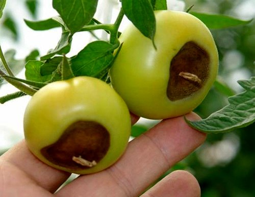 روش معجزه آسای افزایش سلامت گیاهان و کاهش بیماری های فیزیولوژیک در آنها