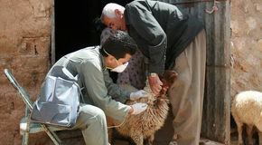 مهار بحران ضرر ۵ هزار میلیارد تومانی تب برفکی با واکسیناسیون جهادی؛ تلفات در اصفهان صفر شد