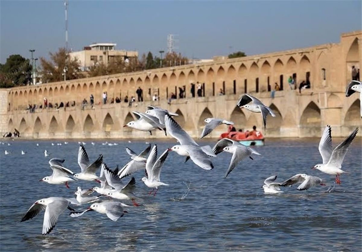 پرندگانی که دیگر بر پل‌ها نمی‌نشینند