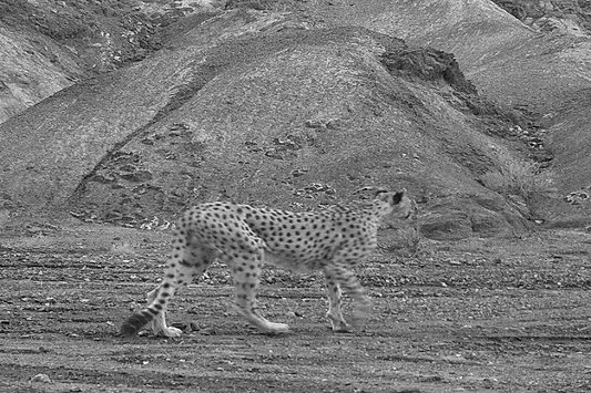 تراژدی یوز ایرانی