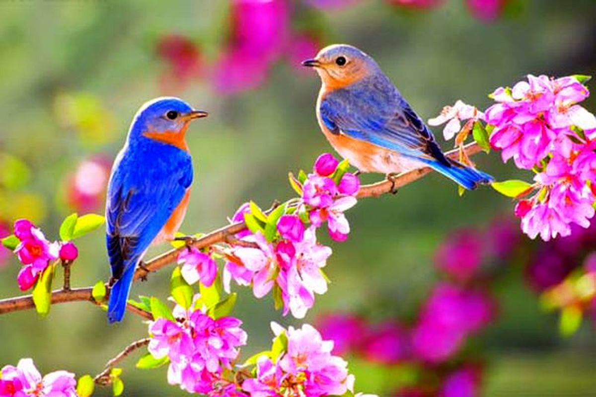 صدای پای بهار با همه خوشیها و ناخوشیها