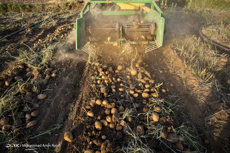 سیب زمینی هم دچار مازاد تولید شد؛ صادرات سیب زمینی نیازمند کانتینر‌های خاص!