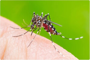تب دنگی چیست؟ علایم و درمان تب استخوان‌شکن