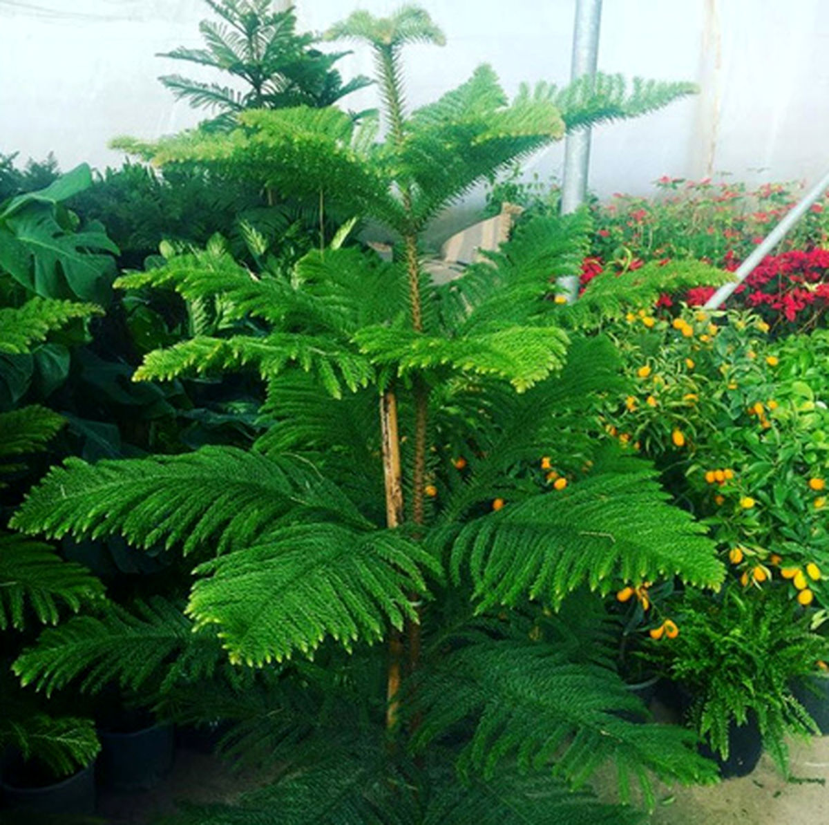  روش نگهداری كاج مطبق