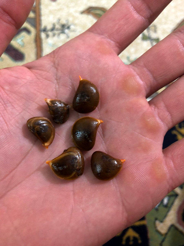  آموزش کاشت هسته خرمالو