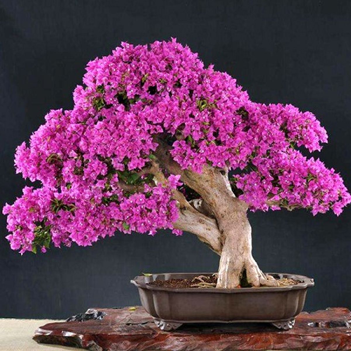 روشهای نگهداری و پرورش گل کاغذی