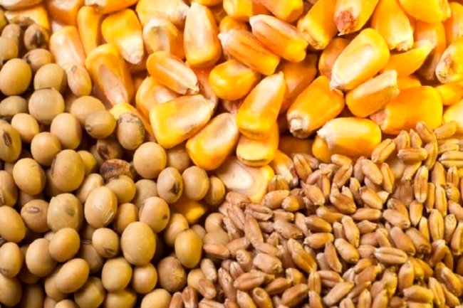 دولت مخالف «شورای قیمت‌گذاری محصولات استراتژیک کشاورزی» است/ اقدام دولت غیر قانونی است